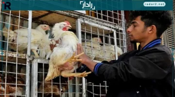 سعر كيلو الفراخ البيضاء يتراجع بلبورصة الدواجن والمحلات السبت 15-11-2025